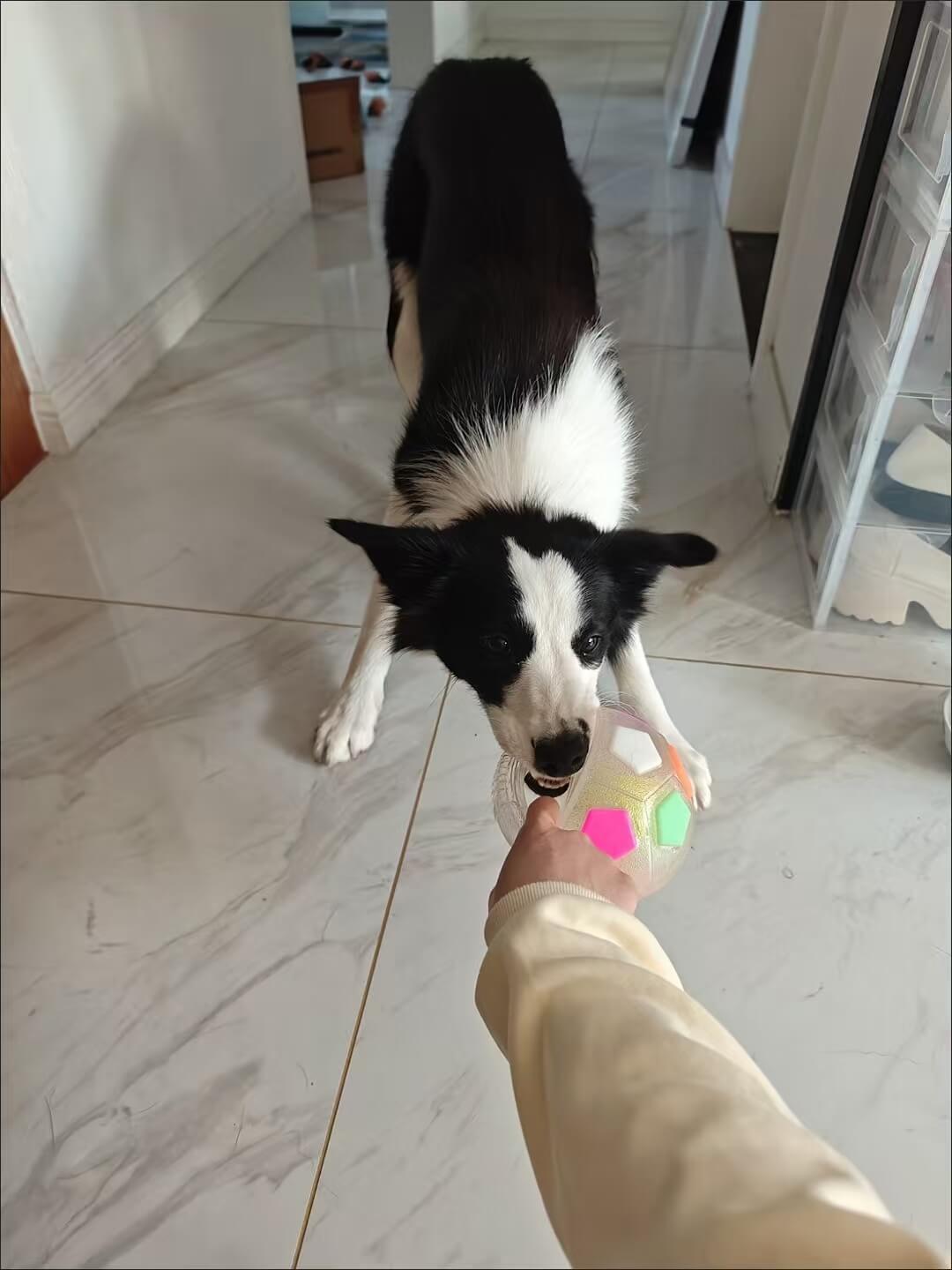 PawKick™ Durable Soccer Toy – Bouncy. Bite-Resistant & Fun  Buy one get one free, double the fun